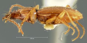 Media type: image;   Entomology 8229 Aspect: habitus lateral view